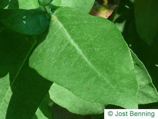 Blaugummibaum Blatt eiförmig