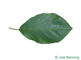 Faulbaum Blatt eiförmig