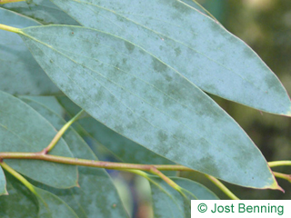 Schnee-Eukalyptus Blatt länglich