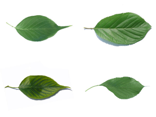 Prunus serotina Sorten Blatt eiförmig